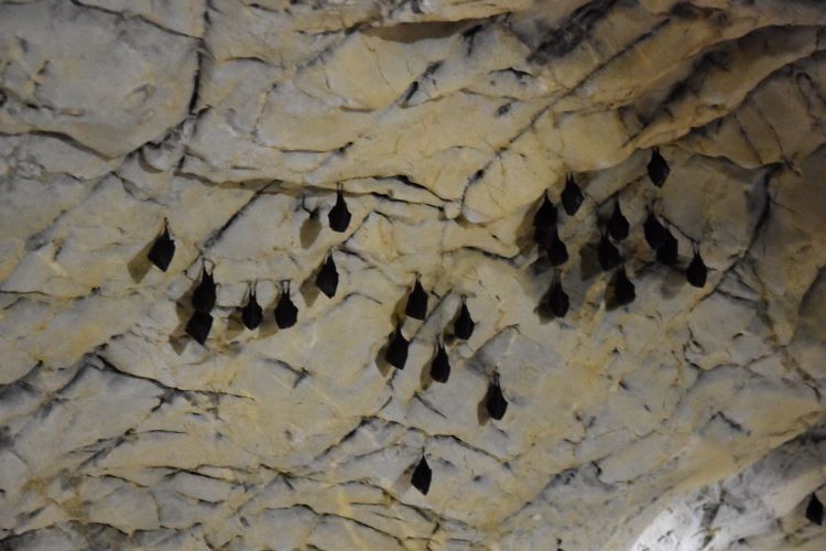 Lurgrotte Flädermäuse Lurgrotte Flädermäuse