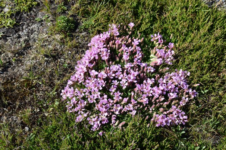 Blumen am Weg