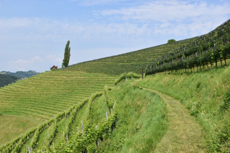 Weinberg