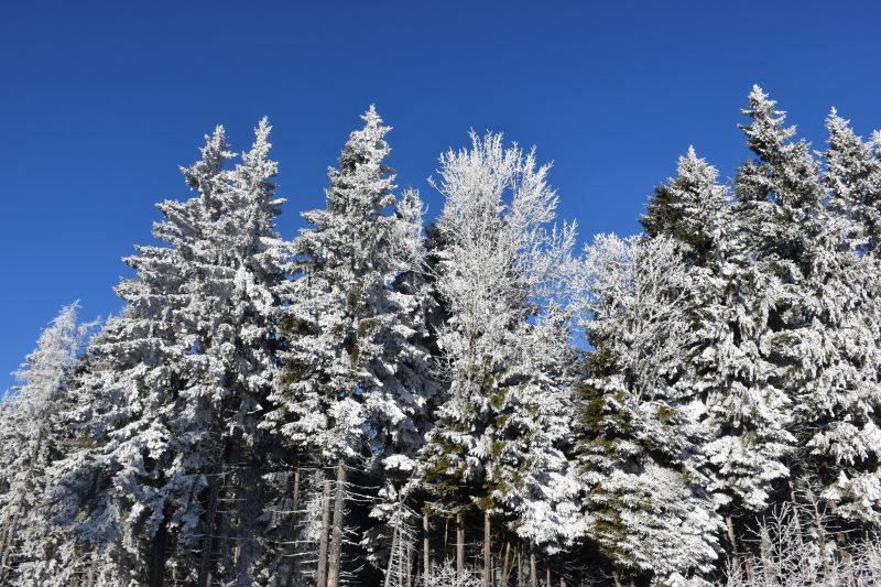 Schneebäume