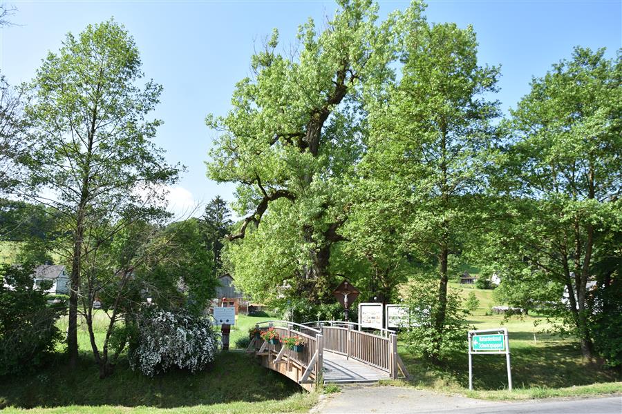 Schwarzpappel 300 Jahre alt 9,4m Umfang Schwarzpappel 300 Jahre alt 9,4m Umfang